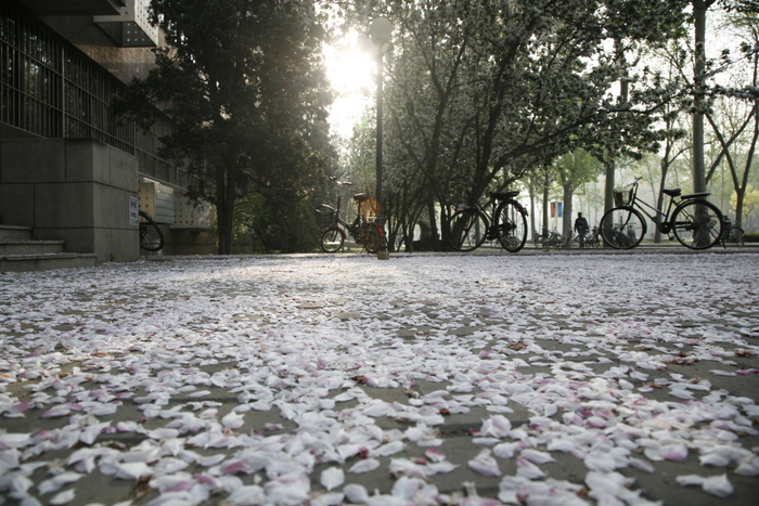 天大风光系列1——春之旖旎