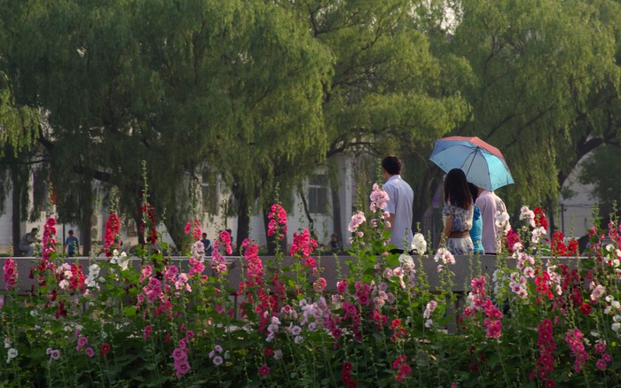 天大风光系列2——夏之繁华