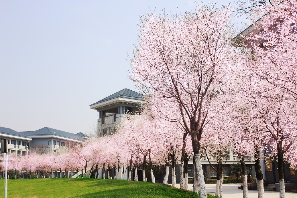 校园一角——樱花盛开2